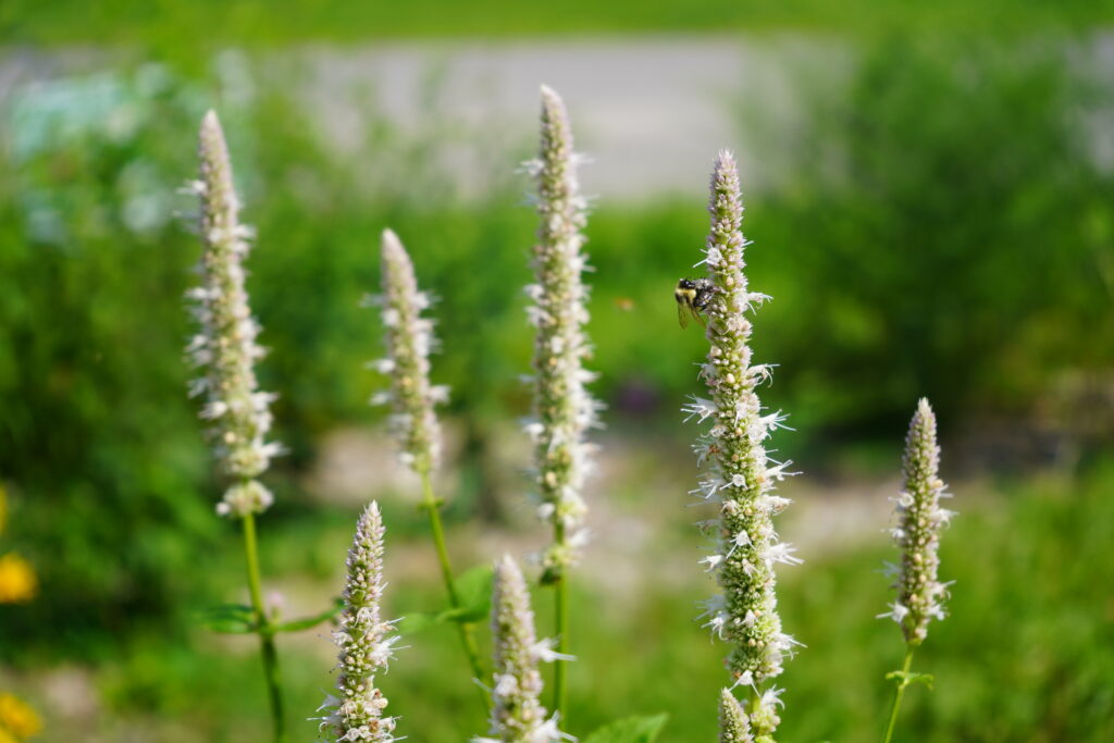 A bee gathers nectar from small white flowers on a tall flowering plant in Carleton's pollinator garden.