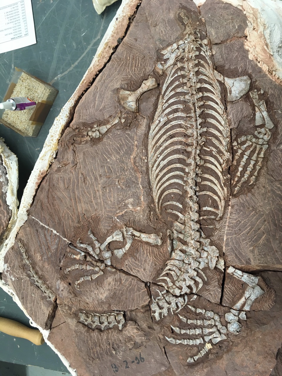 The Martensius bromackerensis fossil