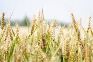 A wheat field during the summer.