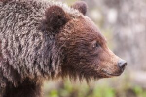A Brown Bear in the forest