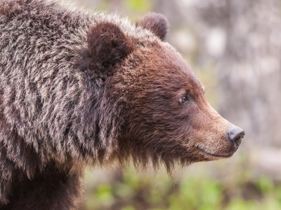 A Brown Bear in the forest