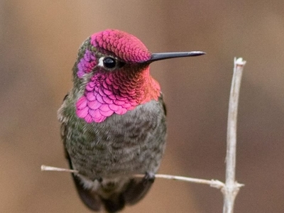 Understanding Hummingbird Behaviour and Evolution | Faculty of Science