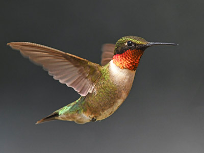 A hummingbird in flight