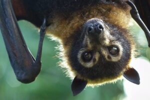 A bat hanging upside down