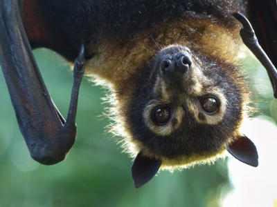 A bat hanging upside down