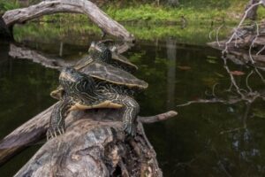 Two turtles on a log