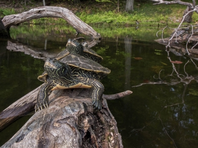 Two turtles on a log