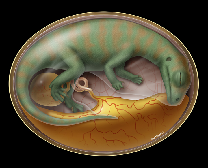 A rendering of Lufengosaurus in the womb