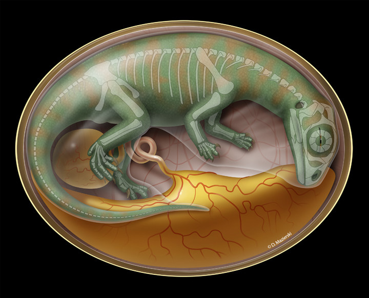 A rendering of Lufengosaurus in the womb with a faint skeletal out