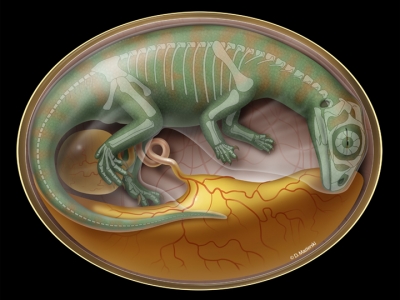 A rendering of Lufengosaurus in the womb with a faint skeletal out